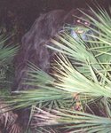 alleged Myakka Skunk Ape
photograph taken in 2000
